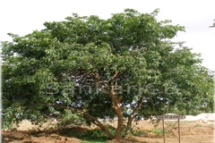 Pongamia pinnata